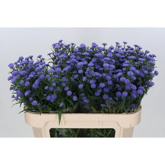 Freshy Aster Astee “Parade” | Kleur: Paars-Blauw | Lengte ± 70 centimeter | Per 25 stelen verse bloemen