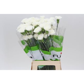Freshy Lange Nelke “Delphi” | Farbe: Weiß | Länge ± 70 centimeter | Pro 20 frische Blumen