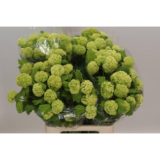 Freshy Viburnum Sneeuwbal 2 koppen | Kleur: Wit | Lengte ± 70 centimeter | Per 10 verse bloemen