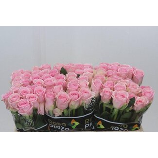 Freshy Roses “Heaven” | Colour: Pink | Length ± 50 centimetre | Per 20 roses