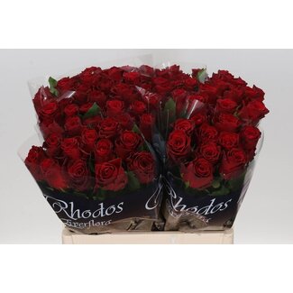 Freshy Roses “Rhodos” | Colour: Red | Length ± 60 centimetre | Per 20 roses