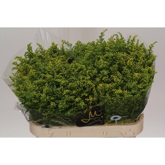 Freshy Solidago Goldrute “Carzan Glory” | Farbe: Gelb | Länge ± 70 centimeter | Pro 25 Stiele frische Blumen