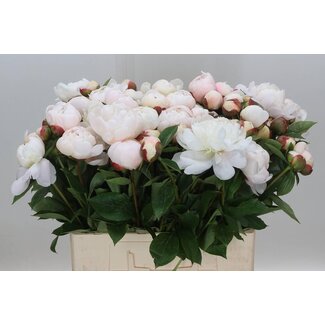 Freshy Paeonia Pioenroos “Festiva Maxima” Biologisch | Kleur: Geel | Lengte ± 60 centimeter | Per 10 verse pioenrozen