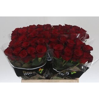 Freshy Rose “Monte Carlo” | Couleur: Rouge | Longueur ± 40 centimeter | Par 20 roses