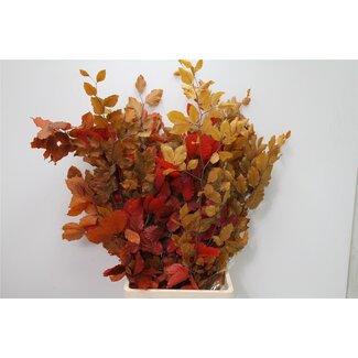 Freshy Preserved Fagus Sylvatica Beech Branches Mix | Colour: Mixed Colours | Length ± 70 centimetre | Weight 200 gram | Per 5 bunches