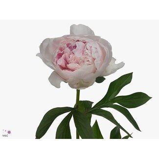 Freshy Paeonia Pioenroos L “Reine Hortense” | Kleur: Paars | Lengte ± 55 centimeter | Per 10 verse pioenrozen