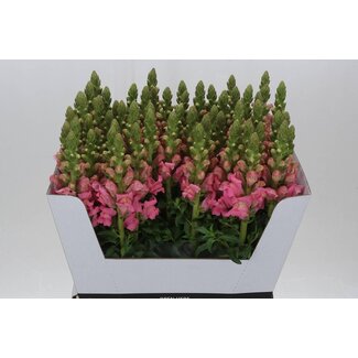 Freshy Antirrhinum Leeuwenbek “Poto Pink” | Colour: Pink | Length ± 70 centimetre | Per 10 stems fresh flowers