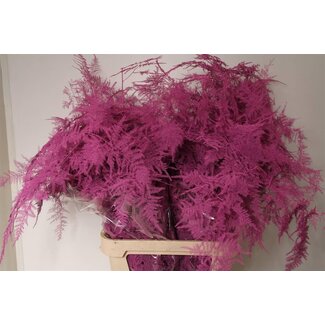 Freshy Lange Asparagus Zier-Spargel Cerise | Farbe: Kirschfarben | Länge ± 85 centimeter | Pro 50 Zweige