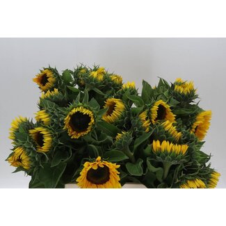 Freshy Helianthus Sunflower “Sunrich Orange” | Colour: Yellow | Length ± 60 centimeter | Per 10 fresh flowers