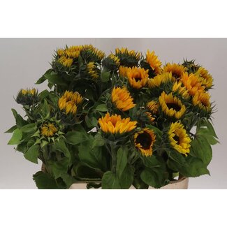 Freshy Helianthus Sunflower “Sunrich Orange” | Colour: Yellow | Length ± 80 centimetre | Per 10 fresh flowers
