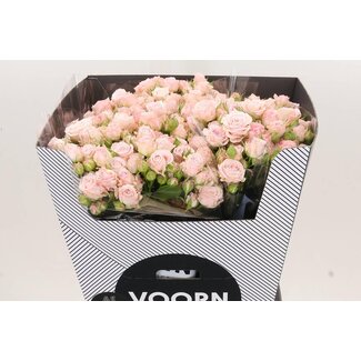 Freshy Spray rose “Aerobic” Kwekerij Voorn | Colour: Pink | Length ± 70 centimetre | Per 10 fresh roses