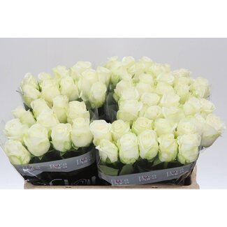 Freshy Rosen “Countdown” | Farbe: Weiß | Länge ± 50 centimeter | Pro 20 Rosen