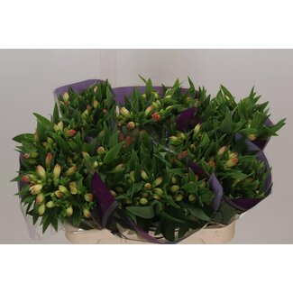 Freshy Alstroemeria Incalelie “True Dream” | Couleur: rose | Longueur ± 75 centimeter | Par 20 tiges de fleurs fraîches