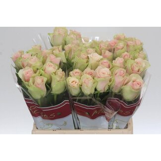 Freshy Rose “La Belle” | Colour: Pink | Length ± 40 centimetre | Per 20 roses