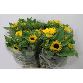 Freshy Helianthus Tournesol “Vincent Choice It” | Couleur: Jaune | Longueur ± 70 centimeter | Par 20 tiges de fleurs fraîches