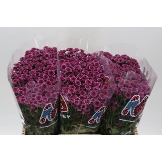 Freshy Chrysanthemum Chrysant Santini “Mad Pink Tyolo” | Kleur: Paars | Lengte ± 55 centimeter | Per 25 stelen verse bloemen