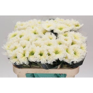 Freshy Pluischrysant Chrysanthemum “Etrusko White” | Colour: White | Length ± 70 centimetre | Per 10 fresh flowers
