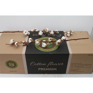 Freshy Cotton branch 11 bolls | Colour: White | Length ± 60 centimetre | Per 10 branches