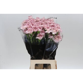 Freshy Long Carnation “Mariposa” | Colour: White Cherry-coloured | Length ± 70 centimetre | Per 20 fresh flowers