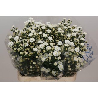 Freshy Aster hollandais “Pretty Wendy” | Couleur: Blanc | Longueur ± 85 centimeter | Par 25 fleurs fraîches