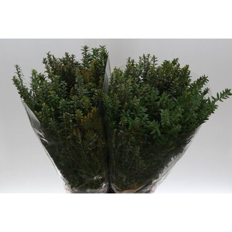 Freshy Myrtus Mirte “Tarantino” | Colour: Green | Length ± 60 centimetre | Per 5 bunches