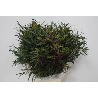 Freshy Eucalyptus Dominichina | Colour: Green | Length ± 70 centimetre | Weight 300 gram | Per 5 bunches