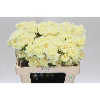 Freshy Short Carnation “Polimia” | Colour: Yellow-White | Length ± 55 centimeter | Per 20 fresh flowers