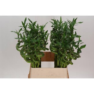 Freshy Dracaena Sanderiana “Lucky Bamboo” | Colour: Green | Length ± 80 centimeter | Per 10 stems