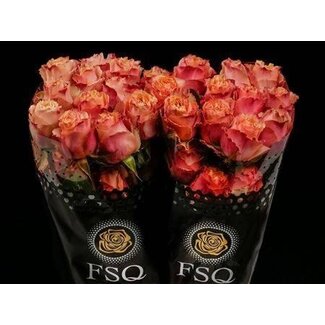 Freshy Rose à grandes fleurs “Carpe Diem” maat XL | Couleur: Orange | Longueur ± 40 centimeter | Origine Ecuador | Par 20 roses fraîches