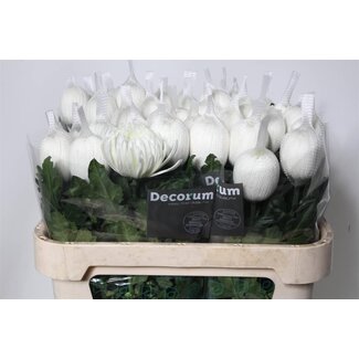 Freshy Chrysanthème plumeux Chrysanthème “Antonov” | Couleur: Blanc | Longueur ± 75 centimeter | Par 10 fleurs fraîches