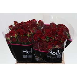 Freshy Hollandse Trosroos “Pushkin” | Kleur: Rood | Lengte ± 40 centimeter | Per 20 verse rozen
