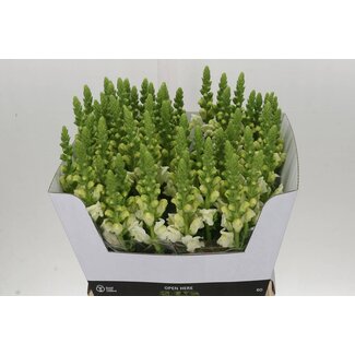Freshy Antirrhinum Snapdragon “Poto Ivory White” | Colour: White | Length ± 70 centimeter | Per 10 stems fresh flowers