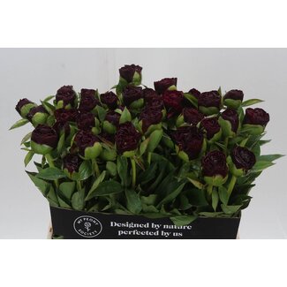 Freshy Paeonia Peony L “Old Faithful” | Colour: Red | Length ± 60 centimetre | Per 10 fresh peonies
