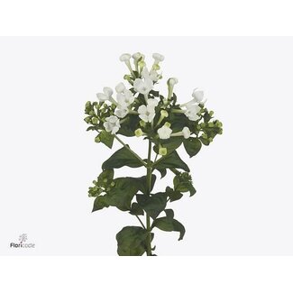 Freshy Bouvardia à fleur simple “White Sensation” | Couleur: Blanc | Longueur ± 60 centimeter | Par 10 tiges de fleurs fraîches