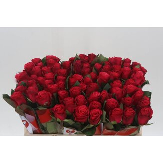 Freshy Rosen “Tacazzi” | Farbe: Rot | Länge ± 50 centimeter | Pro 20 Rosen