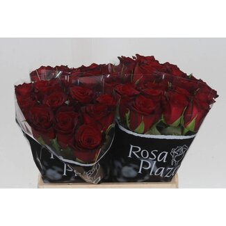 Freshy Roses “Monte Carlo” | Colour: Red | Length ± 40 centimeter | Per 20 roses