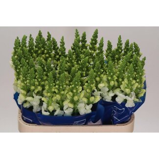 Freshy Antirrhinum Snapdragon “Antibes White” | Colour: White | Length ± 75 centimeter | Per 10 stems fresh flowers