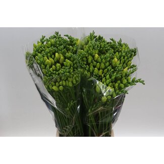 Freshy Dubbelbloemige Freesia “Grandeur Extra” | Kleur: Geel | Lengte ± 54 centimeter | Per 50 stelen verse bloemen