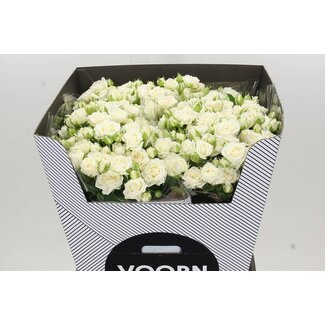 Freshy Spray rose “Josephine” Kwekerij Voorn | Colour: White | Length ± 70 centimeter | Per 10 fresh roses