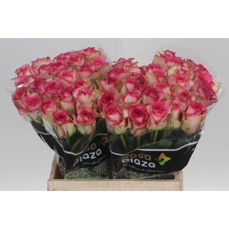 Freshy Rose “Monique” | Colour: Pink | Length ± 40 centimeter | Per 20 roses