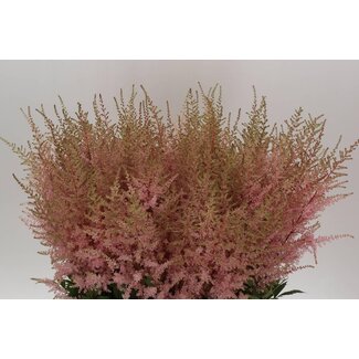 Freshy Astilbe Arendsii “Erika” | Kleur: Roze | Lengte ± 80 centimeter | Per 10 stelen verse bloemen