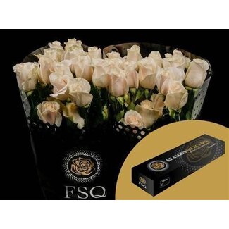 Freshy Large-flowered Rose “Vendela” | Colour: White | Length ± 60 centimetre | Origin Ecuador | Per 25 fresh roses