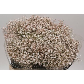 Freshy Gypsophila Baby's breath “Quicksand” Colour-treated | Colour: Mixed Colours | Length ± 80 centimetre | Per 25 stems fresh flowers