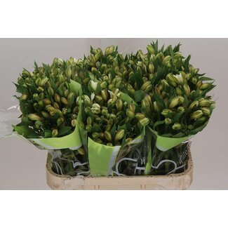 Freshy Alstroemeria Incalelie “White Swan” | Colour: White | Length ± 75 centimeter | Per 10 stems fresh flowers