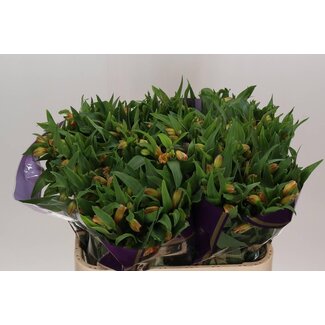 Freshy Alstroemeria Incalelie “Aurora” | Couleur: Orange | Longueur ± 75 centimeter | Par 10 tiges de fleurs fraîches