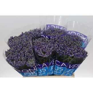 Freshy Veronica Smart Fountain Ehrenpreis | Farbe: Blau | Länge ± 60 centimeter | Pro 20 frische Blumen