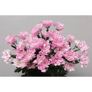 Freshy Rispenchrysant Chrysantheme “Baltica Pink” | Farbe: Rosa | Länge ± 70 centimeter | Pro 10 Stielen frische Blumen