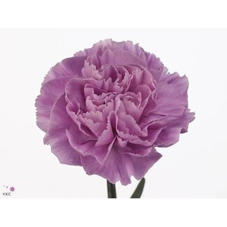 Freshy Long Carnation “Fl Moon Aqua" | Colour: Purple | Length ± 65 centimeter | Per 20 fresh flowers
