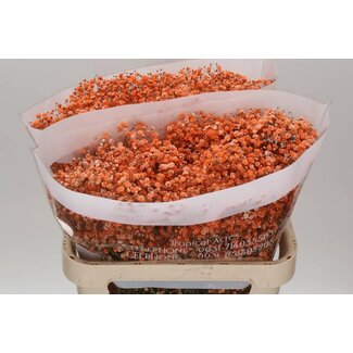 Freshy Gypsophila Gipskruid “Oranje” Kleurbehandeld | Kleur: Oranje | Lengte ± 80 centimeter | Per 25 stelen verse bloemen