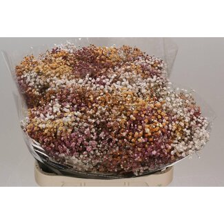 Freshy Gypsophila Baby's breath “Wedding Mix” Colour-treated | Colour: Mixed colours | Length ± 80 centimetre | Per 25 stems fresh flowers